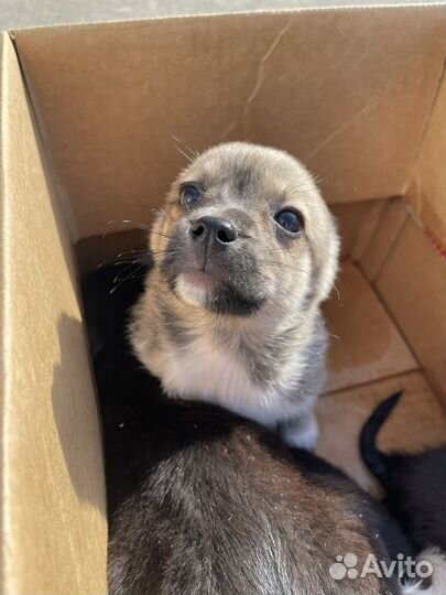 Щенок в добрые руки