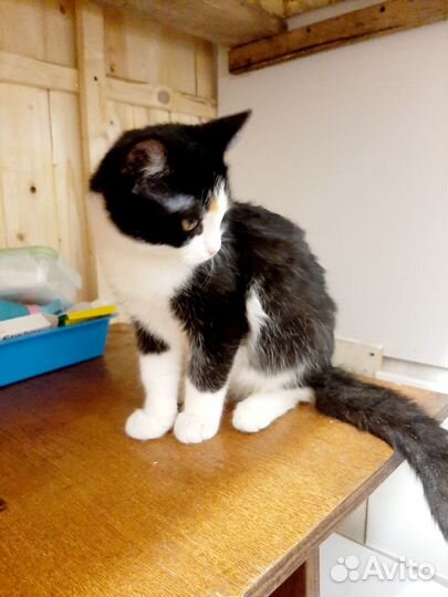 Котенок в добрые руки