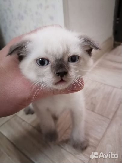 Вислоухая сиамка