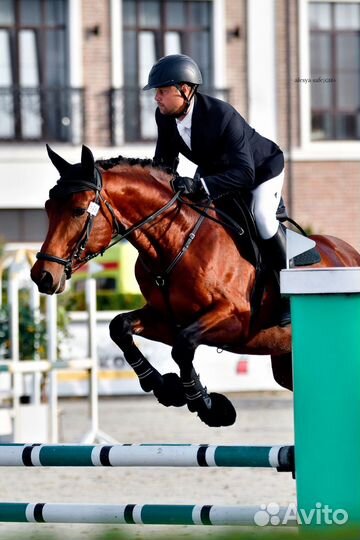 Лошади молодые, спортивные, хобби-класса