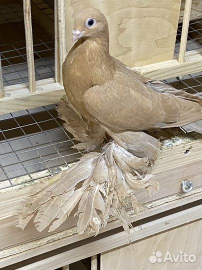 Продам бойных голубей