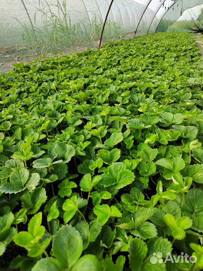 Рассада клубники Азия