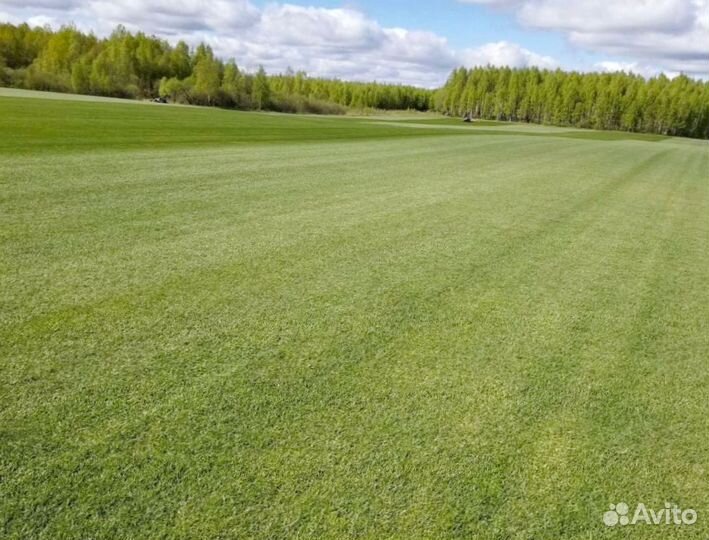 Рулонный газон от производителя