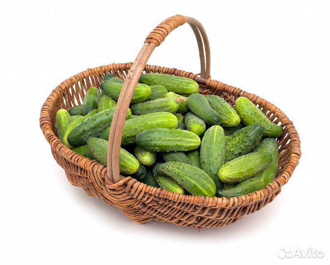 Продам огурцы