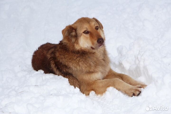 Самый лучший пес