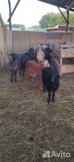 Овцы бараны ягнята