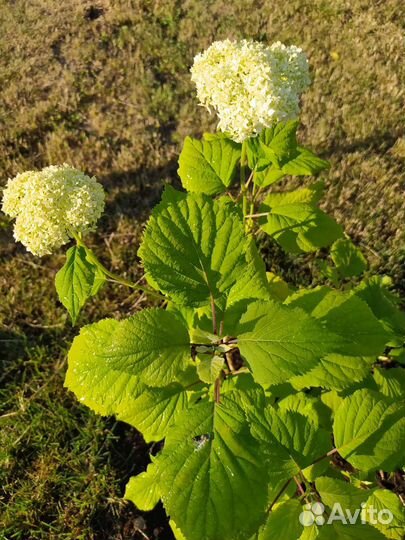 Гортензия метельчатая