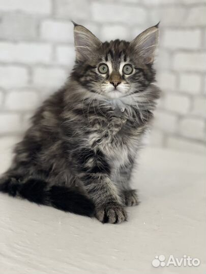 Котята норвежская лесная