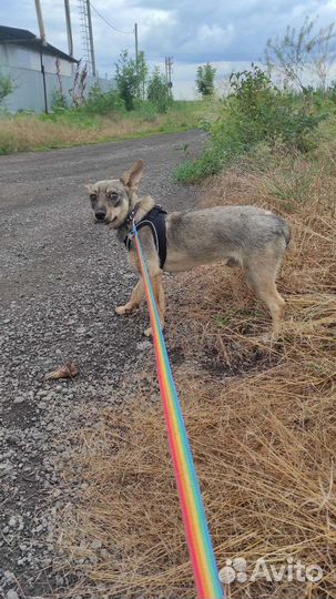 Собака в добрые руки отдам бесплатно