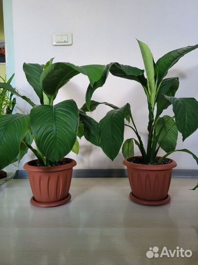 Спатифиллум Сенсация