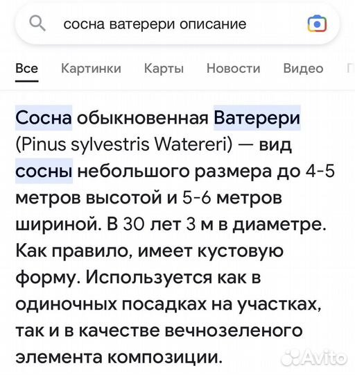 Сосна ватерери в наличии