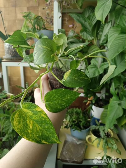 Эпипремиум золотистый