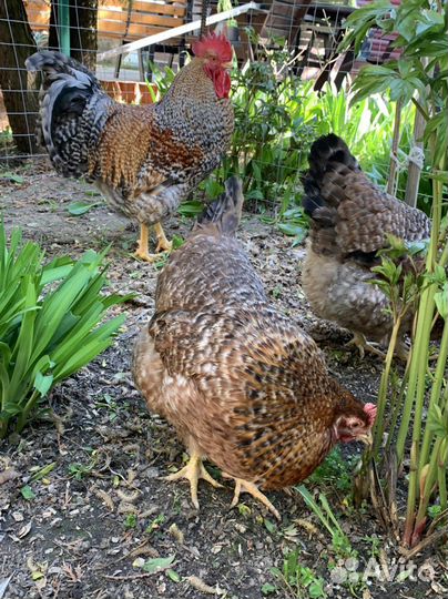 Инкубационное яйцо белефельдер