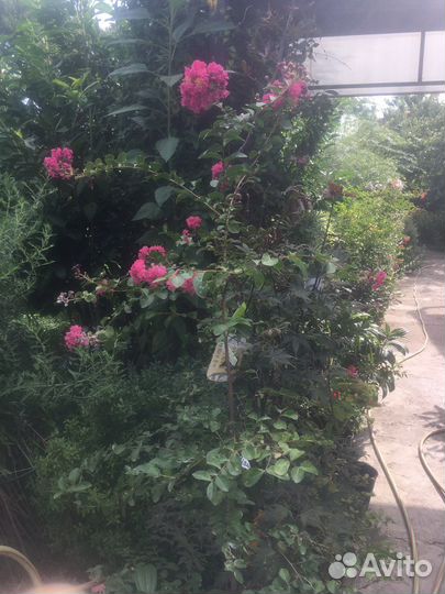 Лагенстремия