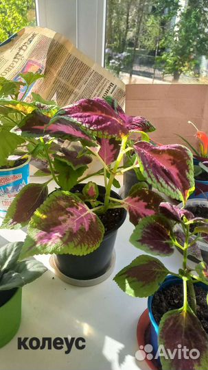 Комнатные растения