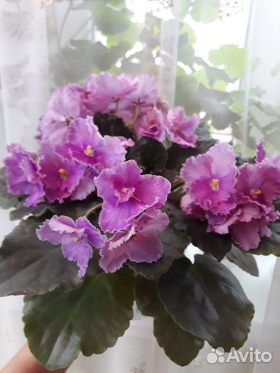 Фиалки детки разных сортов