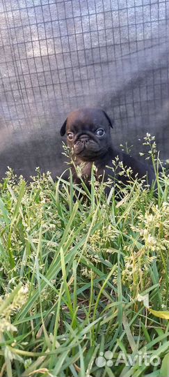 Щенки Мопса