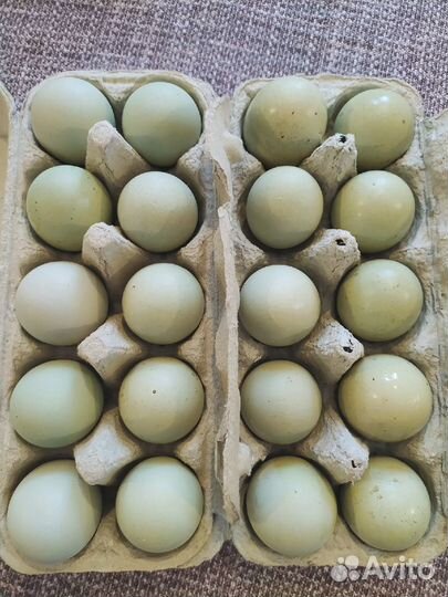 Инкубационное яйцо Маран и Ухейилюй