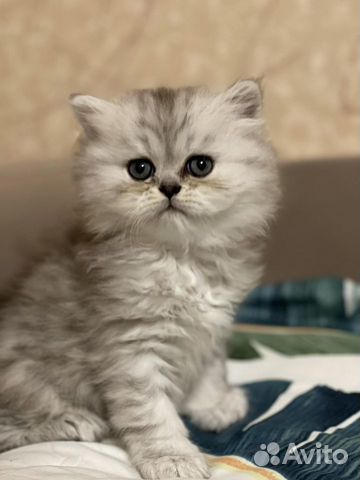 Персидские классические котята объявление продам