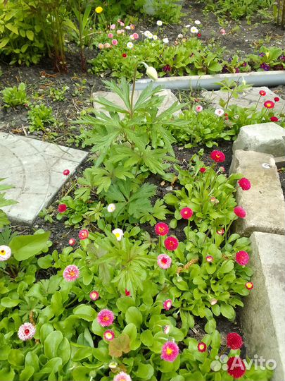 Маргаритки. Цена за целую полянку