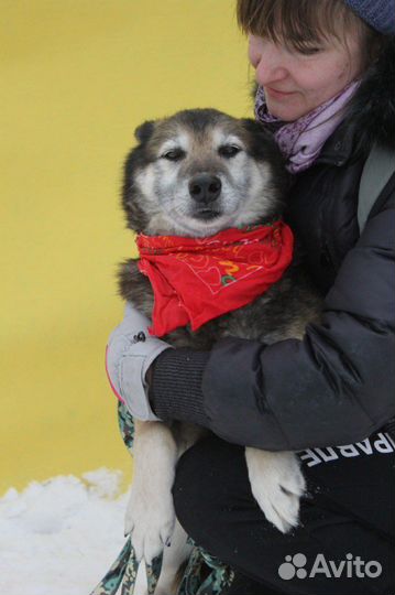 Собака в добрые руки