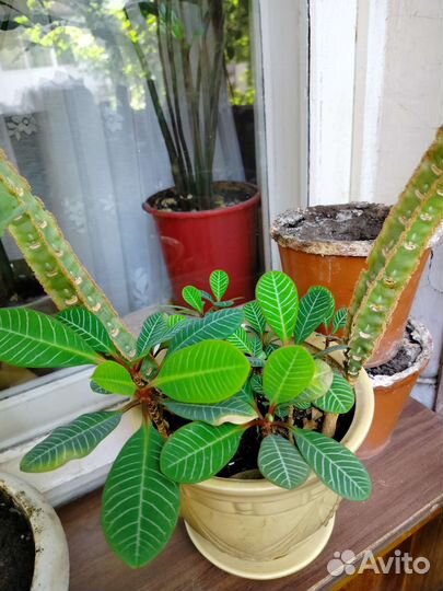 Молочай (Эуфорбия)