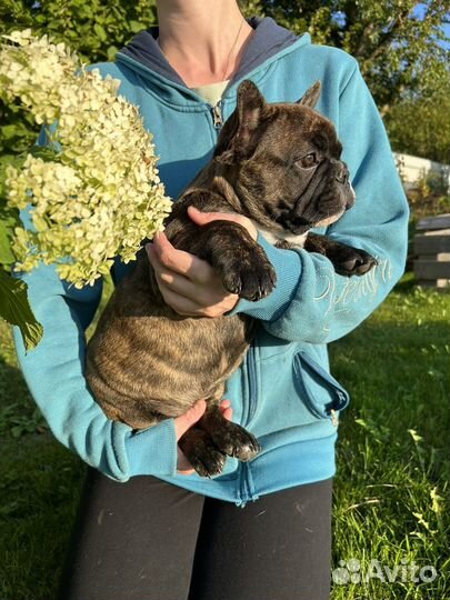 Прекрасный щенок французского бульдога