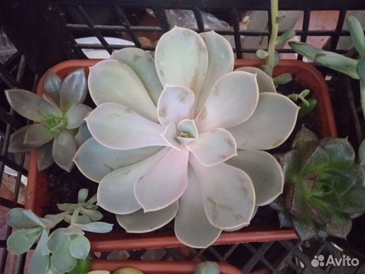 Кактусики и цветочки для души