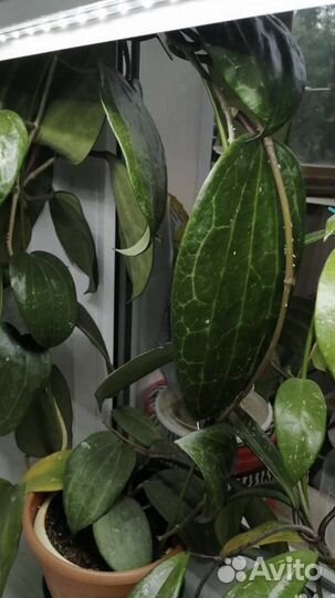 Цветы комнатные домашние