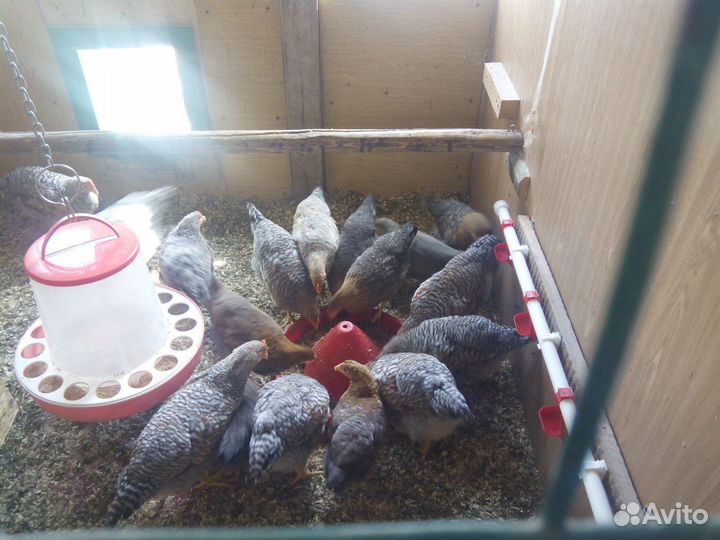 Билефельдер молодняк, петухи, семьи