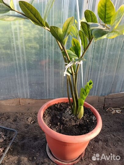 Замиокулькас