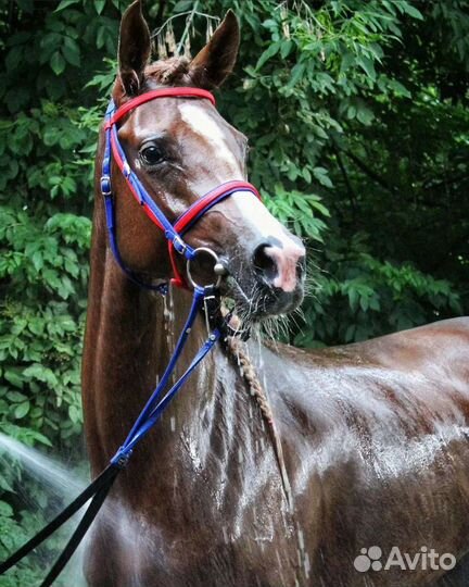 Арабская кобыла