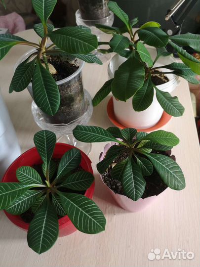 Молочай беложилковый. Комнатное растение