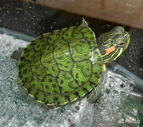 Черепаха