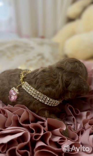 Той-пудель девочки (mini) с документами РКФ