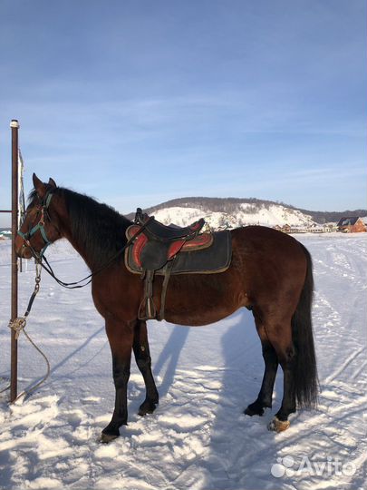 Лошадь