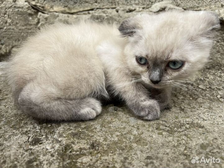 Вислоухие котята