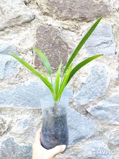 Пальма трахикарпус форчуна (веерная)