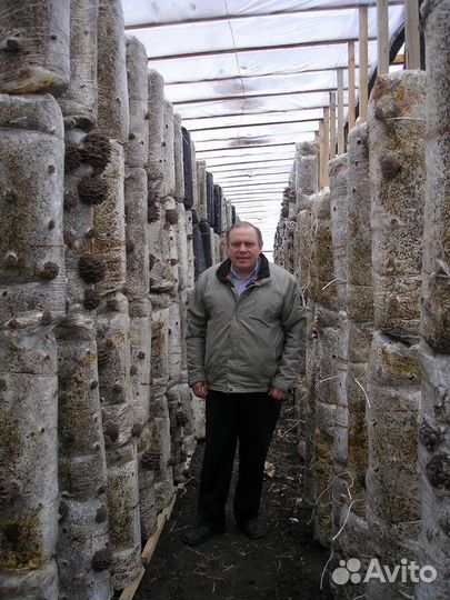 Организация грибных ферм, обучение грибоводству