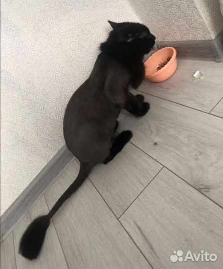 Стрижка кошек и собак