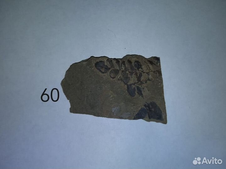 Окаменелые растения. Карбон