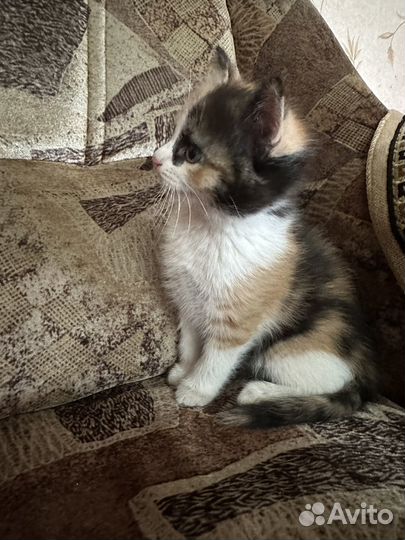 Котята в добрые руки даром