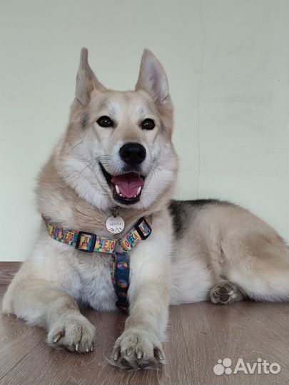 Передержка животных