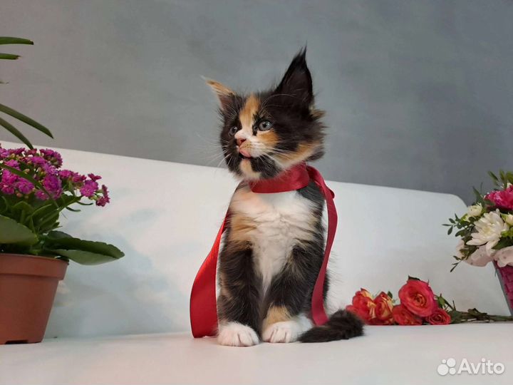 Котята мейн-кун