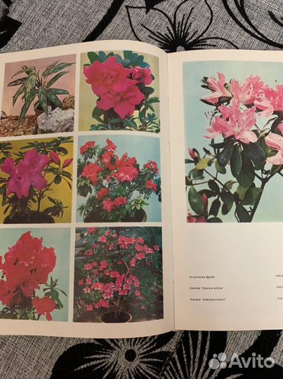Книга «Цветы»