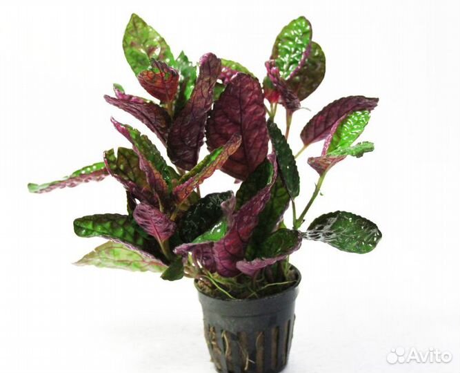 Растения для аквариума