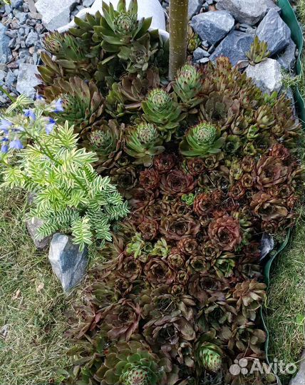 Молодило каменная роза