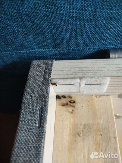 Дезинфекция в Туапсе: тараканы, клопы, мыши