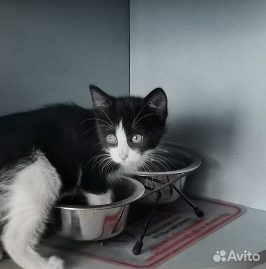 Отдам котёнка