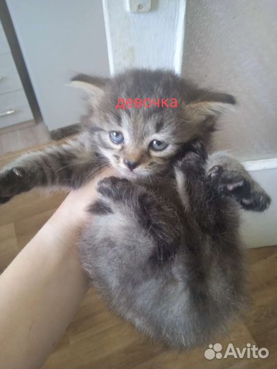 Кошка в дар бесплатно